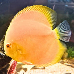 Golden Discus