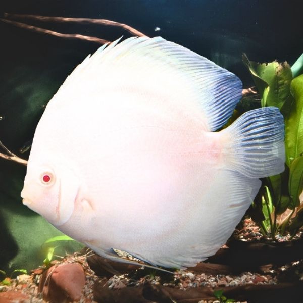 Albino Platinum Discus