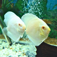 Albino Platinum Discus