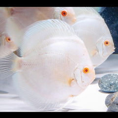 Albino Platinum Discus
