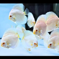 Albino Platinum Discus