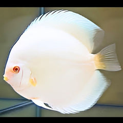 Albino Platinum Discus