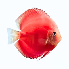 Red Diamond Discus