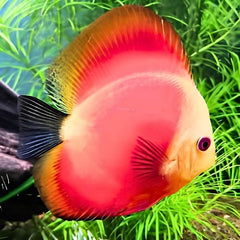 Red Diamond Discus