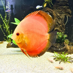 Red Diamond Discus