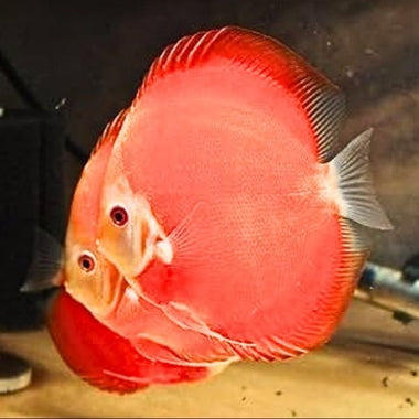 Red Diamond Discus