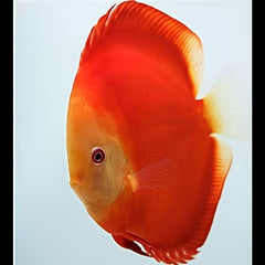 Red Diamond Discus