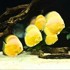 Yellow White Discus