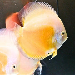 Yellow White Discus