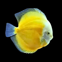 Yellow White Discus