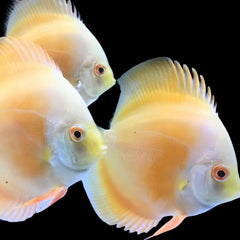 Yellow White Discus