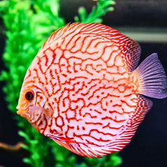 Pigeon Blood Discus