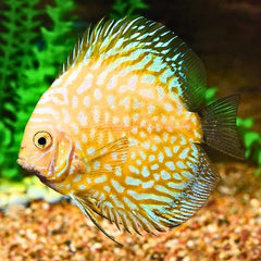 Pigeon Blood Discus