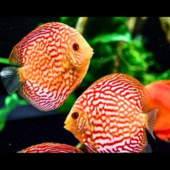 Pigeon Blood Discus
