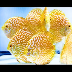 Pigeon Blood Discus