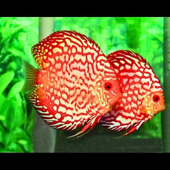 Pigeon Blood Discus