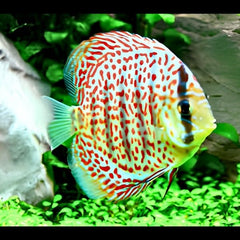 Leopard Discus