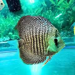 Leopard Discus