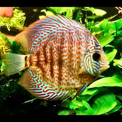 Leopard Discus