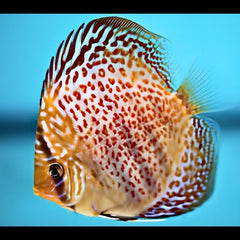 Leopard Discus
