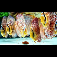 Leopard Discus