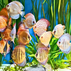 Leopard Discus