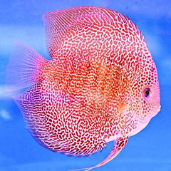 Snakeskin Discus