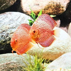 Snakeskin Discus