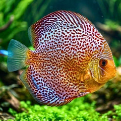 Snakeskin Discus
