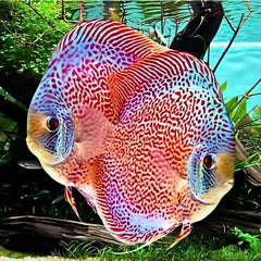 Snakeskin Discus