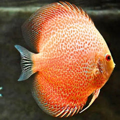 Snakeskin Discus