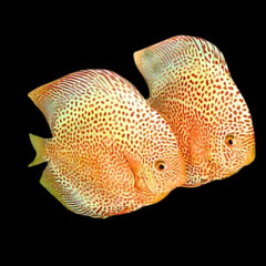Snakeskin Discus