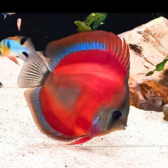 Red Cover Discus