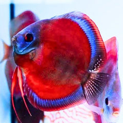 Red Cover Discus
