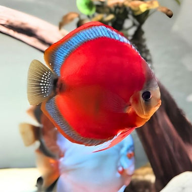 Red Cover Discus