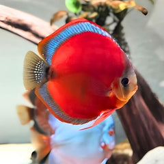 Red Cover Discus