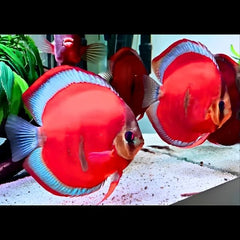 Red Cover Discus
