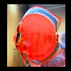 Red Cover Discus