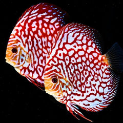 Checkerboard Discus