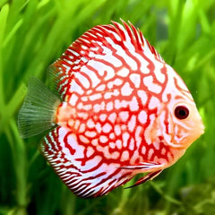 Checkerboard Discus