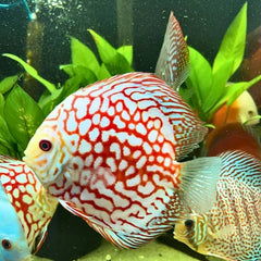 Checkerboard Discus