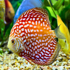 Checkerboard Discus