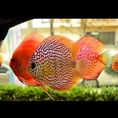 Checkerboard Discus