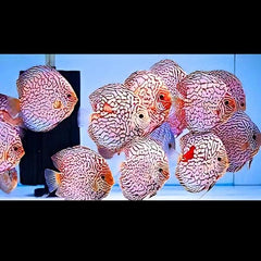 Checkerboard Discus