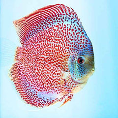 Spider Leopard Discus