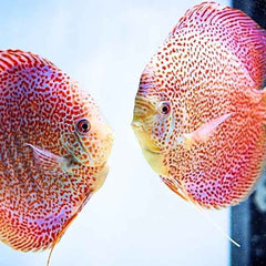 Spider Leopard Discus