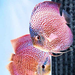 Spider Leopard Discus