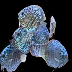 Tiger Turquoise Discus