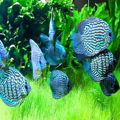 Tiger Turquoise Discus