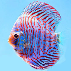 Tiger Turquoise Discus